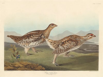 Spießhuhn, 1837 von John James Audubon